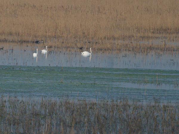 <h3><a href="/trips/braakman/biota/animalia/chordata/aves/007 anseriformes/003 anatidae/cygnus olor/cygnus olor-nl.html">Cygnus&nbsp;olor</a> / Mute&nbsp;swan / Knobbelzwaan</h3>OM-1 Mark II met OLYMPUS M.150-400mm F4.5 TC, 1/2000 sec  bij F5.6, ISO 3200
